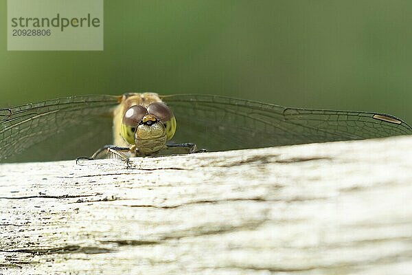 Große Heidelibelle (Sympetrum striolatum)  erwachsenes Insekt  ruhend auf einem Holzstamm  Suffolk  England  Großbritannien  Europa