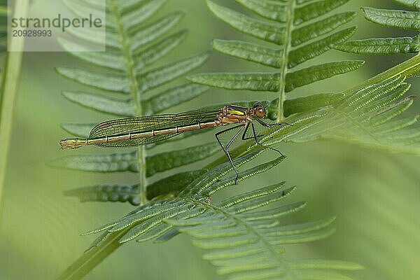 Gemeine Binsenjungfer (Lestes sponsa)  erwachsenes weibliches Insekt  ruhend auf einem Brackenblatt  Suffolk  England  Großbritannien  Europa