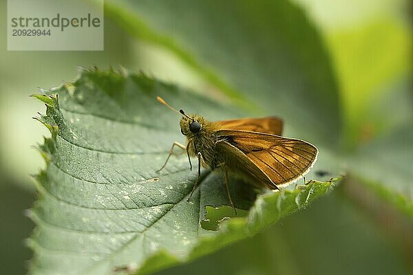 Rostfarbiger Dickkopffalter (Ochlodes sylvanus)  erwachsenes Insekt auf einem Pflanzenblatt ruhend  Suffolk  England  Großbritannien  Europa