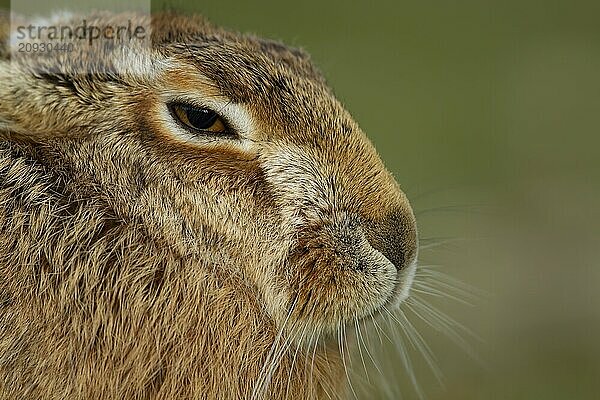 Feldhase (Lepus europaeus) erwachsenes Tier Kopf Portrait  Suffolk  England Vereinigtes Königreich