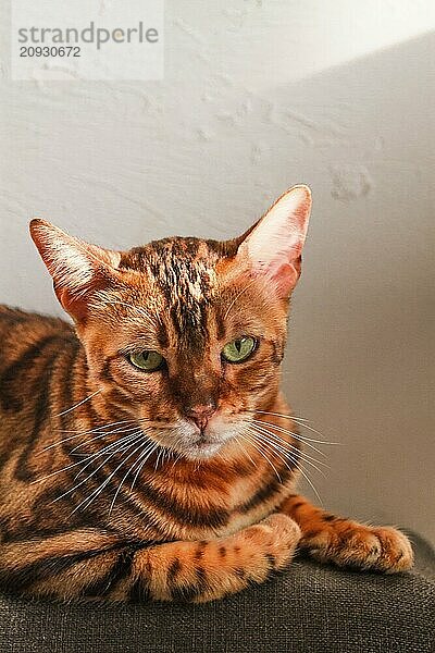 Ingwer Katze  bengalische Rasse  ruhend  auf der Couch  unter der Sonne  vertikal  keine Menschen