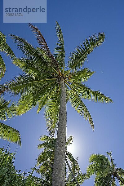 Kokospalme (Cocos nucifera)  starkes Gegenlicht mit Sonne hinter Palmenstamm  Tetiaroa  Atoll  Marlon Brando Insel  Französisch-Polynesien  Gesellschaftsinseln  Inseln über dem Winde  Ozeanien