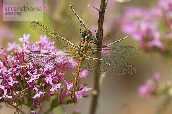 Große Heidelibelle (Sympetrum striolatum)  erwachsenes weibliches Insekt  ruhend auf einem Gartenpflanzenstamm  Suffolk  England  Großbritannien  Europa