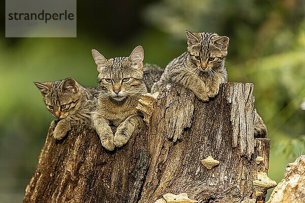 Mutterkatze und zwei Kätzchen entspannen auf einem Baumstumpf im Wald  Wildkatze (Felis silvestris)  Jungtier  Deutschland  Europa