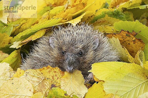 Braunbrustigel (Erinaceus europaeus)  erwachsenes Tier  ruhend unter gefallenen Herbstblättern  Suffolk  England  Großbritannien  Europa