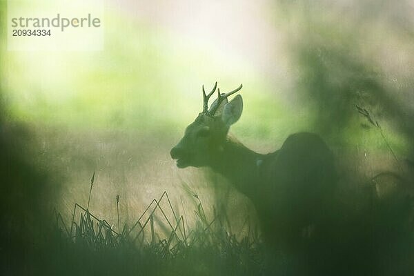 Ein Rehbock (Capreolus capreolus) in der Morgendämmerung als Silhouette im Gegenlicht  Hessen  Deutschland  Europa