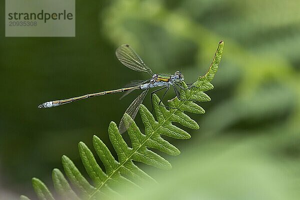 Gemeine Binsenjungfer (Lestes sponsa)  erwachsenes männliches Insekt  ruhend auf einem Brackenblatt  Suffolk  England  Großbritannien  Europa