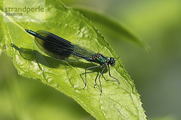 Gebänderte Prachtlibelle (Calopteryx splendens)  erwachsenes männliches Insekt  das im Sommer auf einem Blatt ruht  Suffolk  England  Großbritannien  Europa