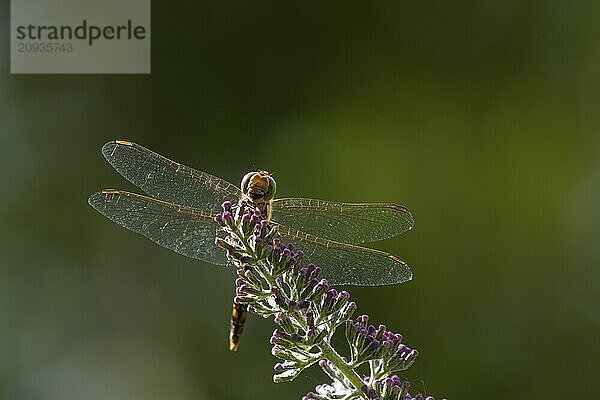 Große Heidelibelle (Sympetrum striolatum)  erwachsenes Insekt  ruhend auf violetten Buddleja Blüten in einem Garten  Suffolk  England  Großbritannien  Europa