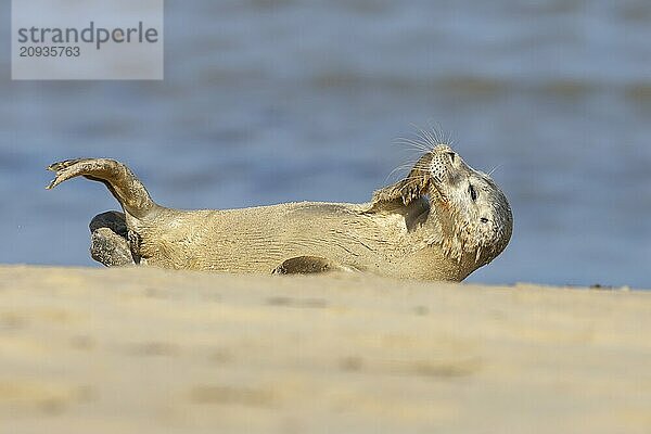 Seehund (Phoca vitulina)  erwachsenes Tier  ruhend am Strand  Norfolk  England  Großbritannien  Europa