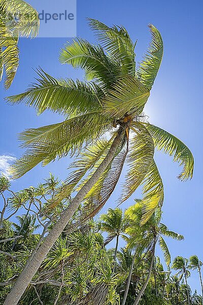 Kokospalme (Cocos nucifera) mit Früchten im Gegenlicht  Tetiaroa  Atoll  Marlon Brando Insel  Französisch-Polynesien  Gesellschaftsinseln  Inseln über dem Winde  Ozeanien