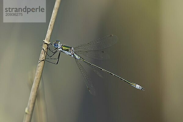 Gemeine Binsenjungfer (Lestes sponsa)  erwachsenes männliches Insekt  ruhend auf einem Pflanzenstamm  Suffolk  England  Großbritannien  Europa