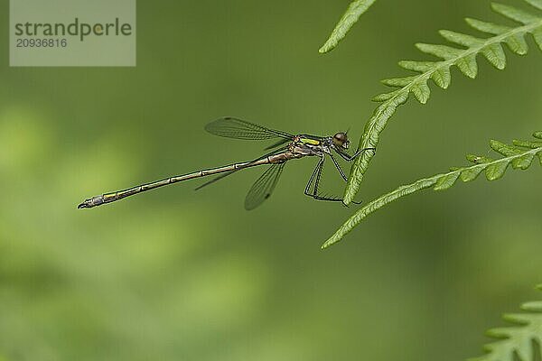 Gemeine Binsenjungfer (Lestes sponsa)  erwachsenes weibliches Insekt  ruhend auf einem Brackenblatt  Suffolk  England  Großbritannien  Europa