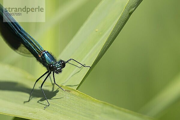 Gebänderte Prachtlibelle (Calopteryx splendens)  erwachsenes männliches Insekt  ruhend auf einem Schilfblatt im Sommer  Suffolk  England  Großbritannien  Europa