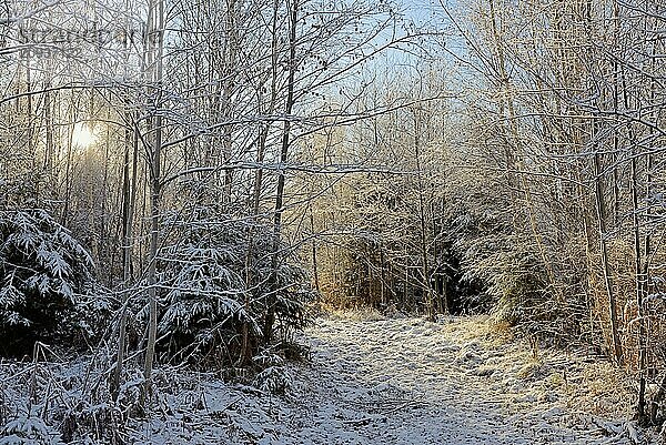 Winterlandschaft  Bäume mit Schnee bedeckt  Sonnenstern  blauer Himmel  Naturpark Arnsberger Wald  Nordrhein-Westfalen  Deutschland  Europa