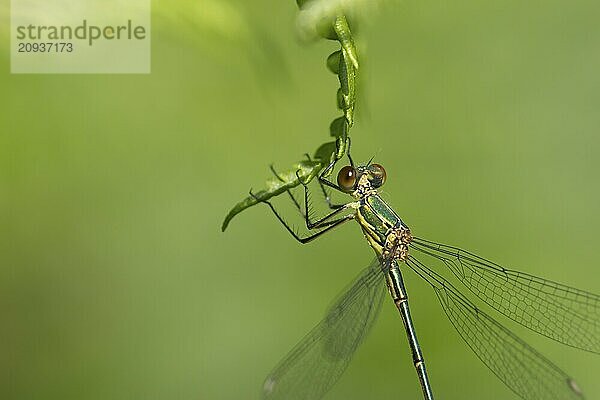 Gemeine Binsenjungfer (Lestes sponsa)  erwachsenes weibliches Insekt  ruhend auf einem Brackenblatt  Suffolk  England  Großbritannien  Europa