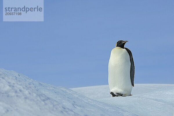 Kaiserpinguine  Aptenodytes forsteri  Erwachsene  Snow Hill Island  Antarktische Halbinsel  Antarktis  Antarktika