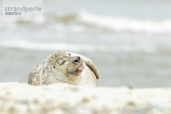 Kegelrobbe (Halichoerus grypus)  erwachsenes Tier  schlafend am Strand mit herausgestreckter Zunge  Norfolk  England  Großbritannien  Europa