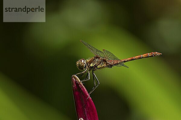 Große Heidelibelle (Sympetrum striolatum)  erwachsenes männliches Insekt  ruhend auf einer Gartenlilienblüte  Suffolk  England  Großbritannien  Europa