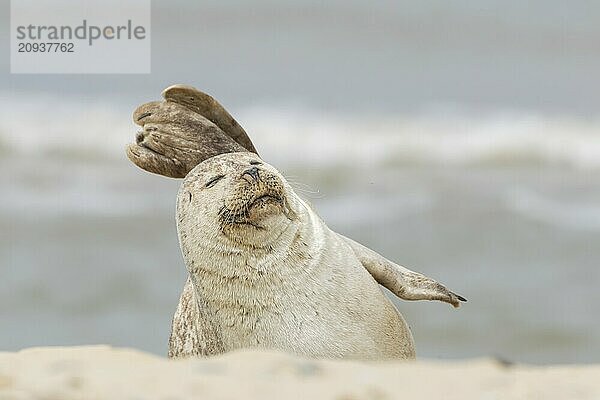 Kegelrobbe (Halichoerus grypus) erwachsenes Tier schlafend am Strand  Norfolk  England  Großbritannien  Europa