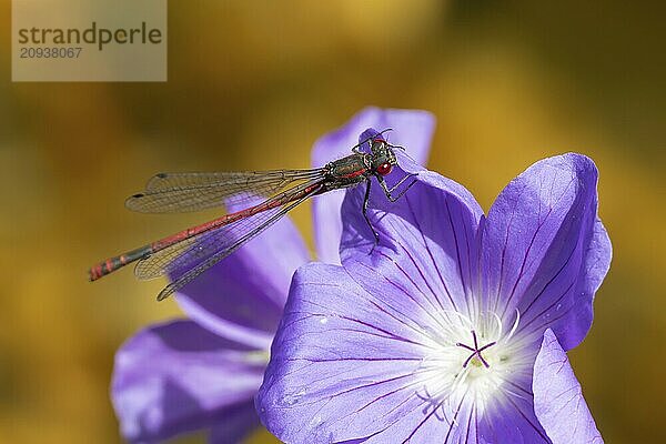 Frühe Adonislibelle (Pyrrhosoma nymphula)  erwachsenes Insekt  das auf einer blauen Gartengeranienblüte ruht  Suffolk  England  Großbritannien  Europa