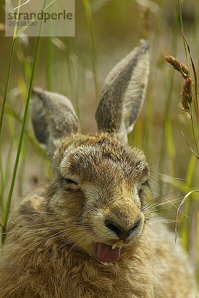 Feldhase (Lepus europaeus) erwachsenes Tier gähnend  Suffolk  England Vereinigtes Königreich