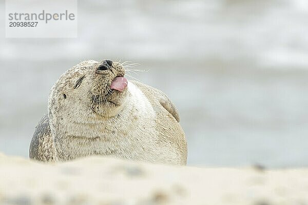 Kegelrobbe (Halichoerus grypus)  erwachsenes Tier  schlafend am Strand mit herausgestreckter Zunge  Norfolk  England  Großbritannien  Europa