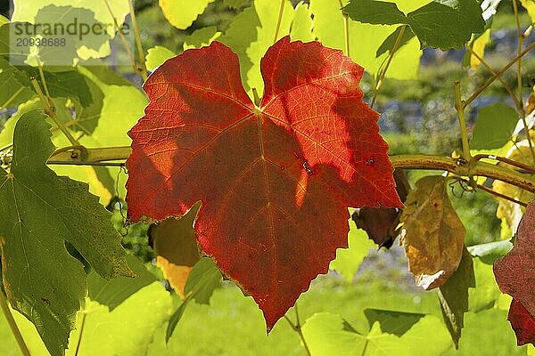 Weinblatt im Gegenlicht  Wine leave in backlight