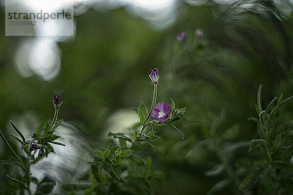 Einzelne lila Blüten mit grünen Blättern  umgeben von unscharfem Laub und verträumtem Bokeh