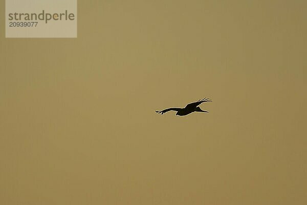 Rotmilan (Milvus milvus) Silhouette eines Altvogels im Flug bei Sonnenuntergang  Suffolk  England  Großbritannien  Europa