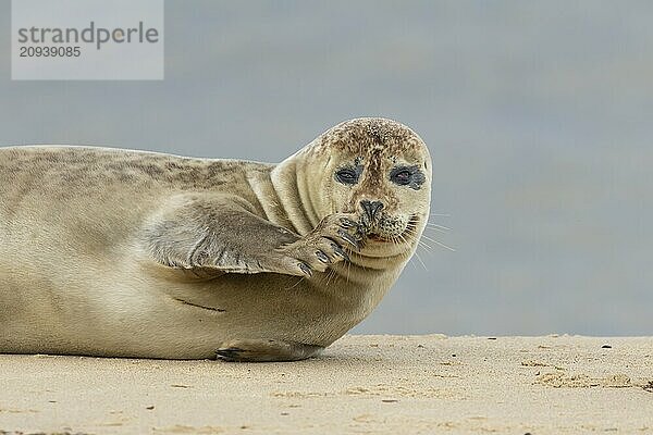 Seehund (Phoca vitulina)  erwachsenes Tier  ruhend am Strand  Norfolk  England  Großbritannien  Europa