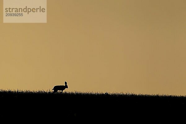 Feldhase (Lepus europaeus) Silhouette eines erwachsenen Tieres  das im Sommer bei Sonnenuntergang in einem Getreidefeld auf dem Lande läuft  Suffolk  England Vereinigtes Königreich