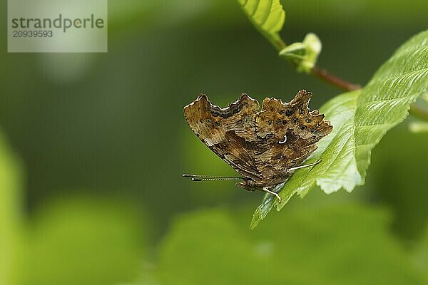 C Falter (Polygonia c album)  erwachsenes Insekt  ruhend auf einem Haselblatt in einem Waldgebiet  Suffolk  England  Großbritannien  Europa