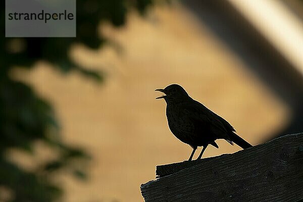 Amsel (Turdus merula)  Silhouette eines männlichen Vogels  der auf dem Dach eines Gartenhauses singt  Suffolk  England  Großbritannien  Europa