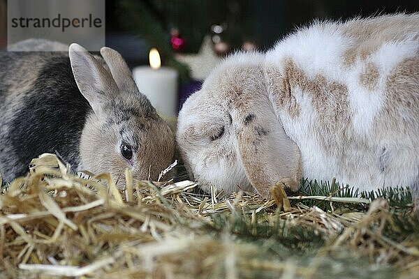 Kaninchen (Cuniculus)  Weihnachten  zwei  Hase  Widderkaninchen  Haustier  Deko  Stimmung  Zuneigung  Zwei Kaninchen sitzten Kopf an Kopf zusammen in einem weihnachtlich dekorierten Stall