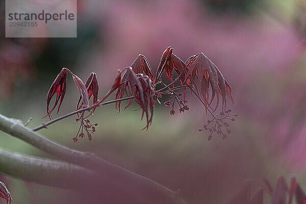 Natur  Pflanze  Asiatischer Ahorn  Acer palmatum  rot  Bokeh