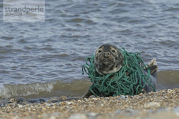 Kegelrobbe (Halichoerus grypus)  erwachsenes Tier  das am Strand ruht und ein Netz um seinen Körper gewickelt hat  Norfolk  England  Großbritannien  Europa