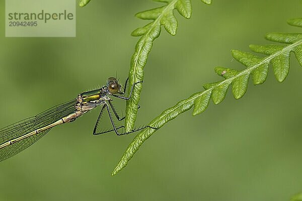 Gemeine Binsenjungfer (Lestes sponsa)  erwachsenes weibliches Insekt  ruhend auf einem Brackenblatt  Suffolk  England  Großbritannien  Europa