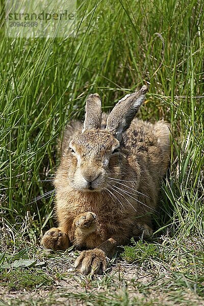 Feldhase (Lepus europaeus)  erwachsenes Tier schlafend in einem Grasfeld im Sommer  Suffolk  England Vereinigtes Königreich