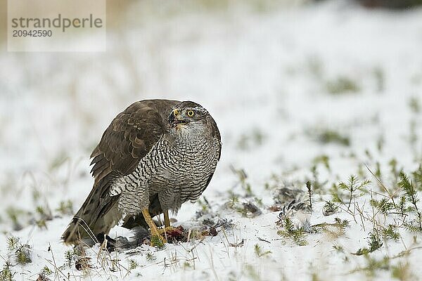 Habicht  Accipiter gentilis  Nördlicher Habicht