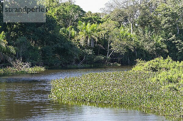 Schönes Bild des brasilianischen Feuchtgebiets  einer Region mit reicher Fauna und Flora