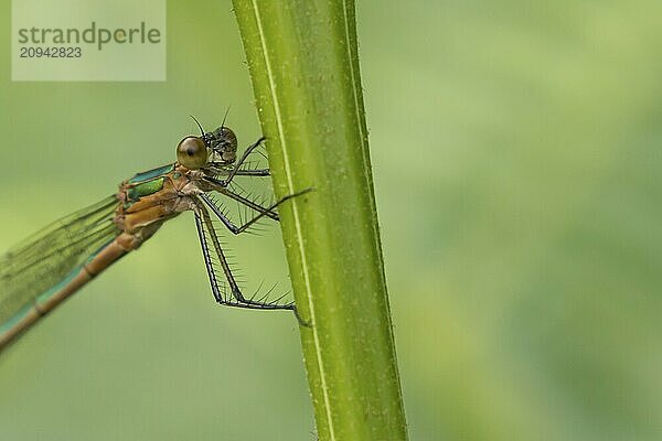 Gemeine Binsenjungfer (Lestes sponsa)  erwachsenes weibliches Insekt  ruhend auf einem Pflanzenstamm  Suffolk  England  Großbritannien  Europa