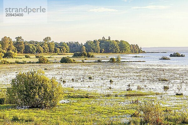 Blick auf eine überflutete Strandwiese in einem Feuchtgebiet mit üppig grünen Bäumen im Morgenlicht  Hornborgasjön  Schweden  Europa