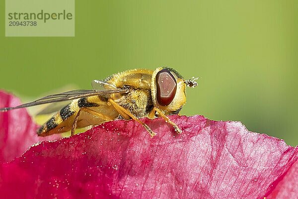 Gemeine Feldschwebfliege (Eupeodes corollae)  erwachsenes Insekt auf einer Mohnblüte ruhend  Suffolk  England  Großbritannien  Europa