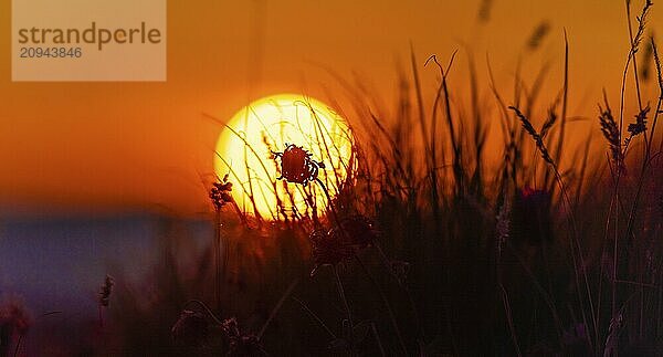 Silhouette eines Erdbeerklees vor einem herrlichen Sommer Sonnenuntergang