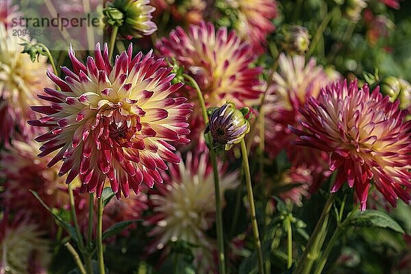 Verschiedenfarbige Dahlienblüten in einem Garten mit grünem Hintergrund  legden  Münsterland  deutschland