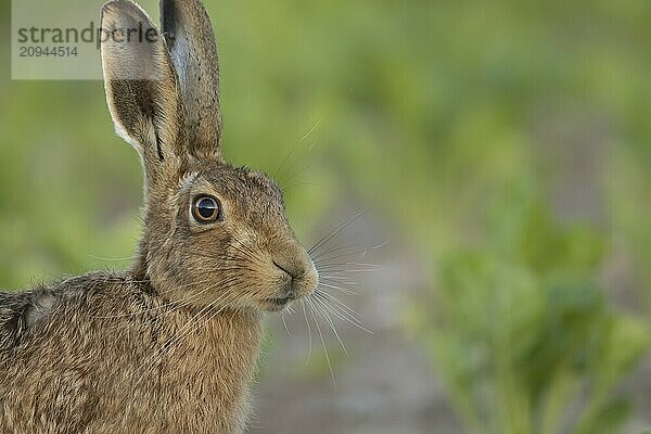 Feldhase (Lepus europaeus) erwachsenes Tier Kopf Portrait  Suffolk  England Vereinigtes Königreich