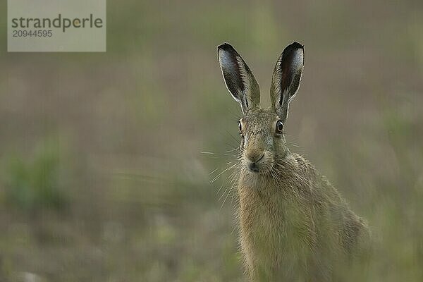 Feldhase (Lepus europaeus) erwachsenes Tierporträt  Suffolk  England Vereinigtes Königreich