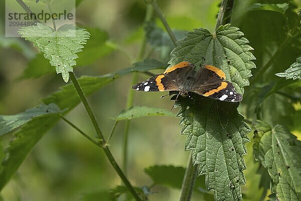 Admiralfalter (Vanessa atalanta)  erwachsenes Insekt  das auf einem Blatt der Großen Brennnessel ruht  Suffolk  England  Großbritannien  Europa