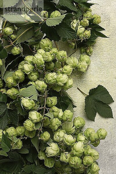 Ein Zweig mit Blättern von frischem Hopfen  Bierzutat  Ansicht von oben